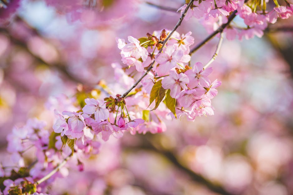 Cherry Blossom Tattoos: How to Choose the Right Design for You